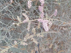 Tamarix aucheriana