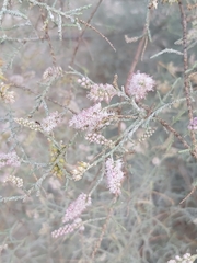 Tamarix aucheriana