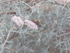 Apis mellifera