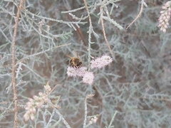 Apis mellifera