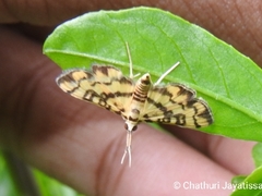 Glycythyma chrysorycta