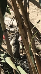 Otospermophilus beecheyi