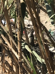 Otospermophilus beecheyi