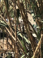 Otospermophilus beecheyi