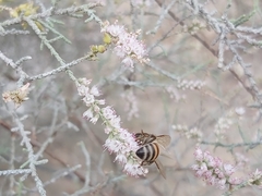 Apis mellifera