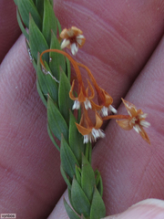 Struthiola striata