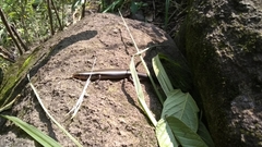 Plestiodon callicephalus