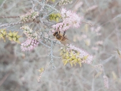 Apis mellifera