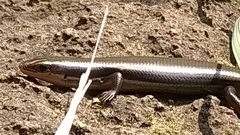 Plestiodon callicephalus