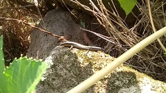 Plestiodon callicephalus