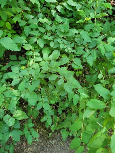 Наблюдение на iNaturalist