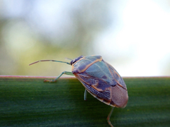 Antestiopsis cederwaldi