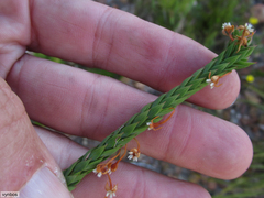 Struthiola striata