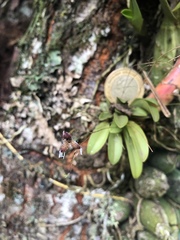 Stelis ornata