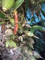 Stelis ornata