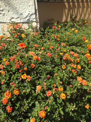 Lantana camara