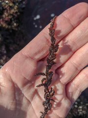 Callithamnion pikeanum