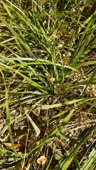 Carex barbarae