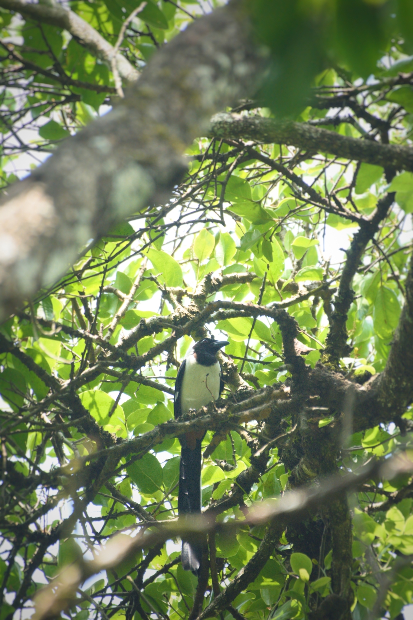 White-bellied Treepie (Dendrocitta leucogastra), photo 5