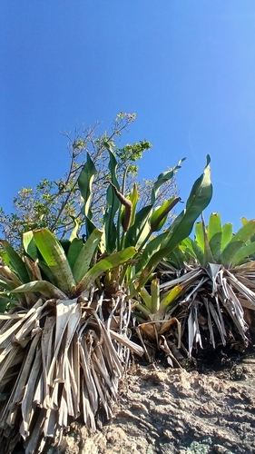 Anthurium coriaceum, photograph 5