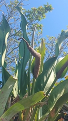 Anthurium coriaceum, photograph author not stated, no rights reserved