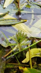Myriophyllum robustum