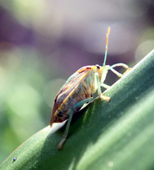 Antestiopsis cederwaldi