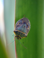 Antestiopsis cederwaldi