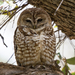Mexican Spotted Owl - Photo (c) Gordon Karre, some rights reserved (CC BY-NC), uploaded by Gordon Karre