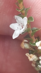 Epacris microphylla