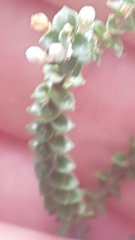 Epacris microphylla
