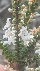 Epacris microphylla