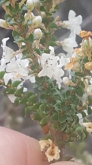 Epacris microphylla