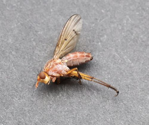 Tetanocera robusta