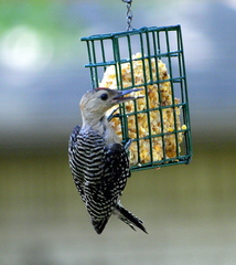 Melanerpes carolinus