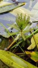 Myriophyllum robustum