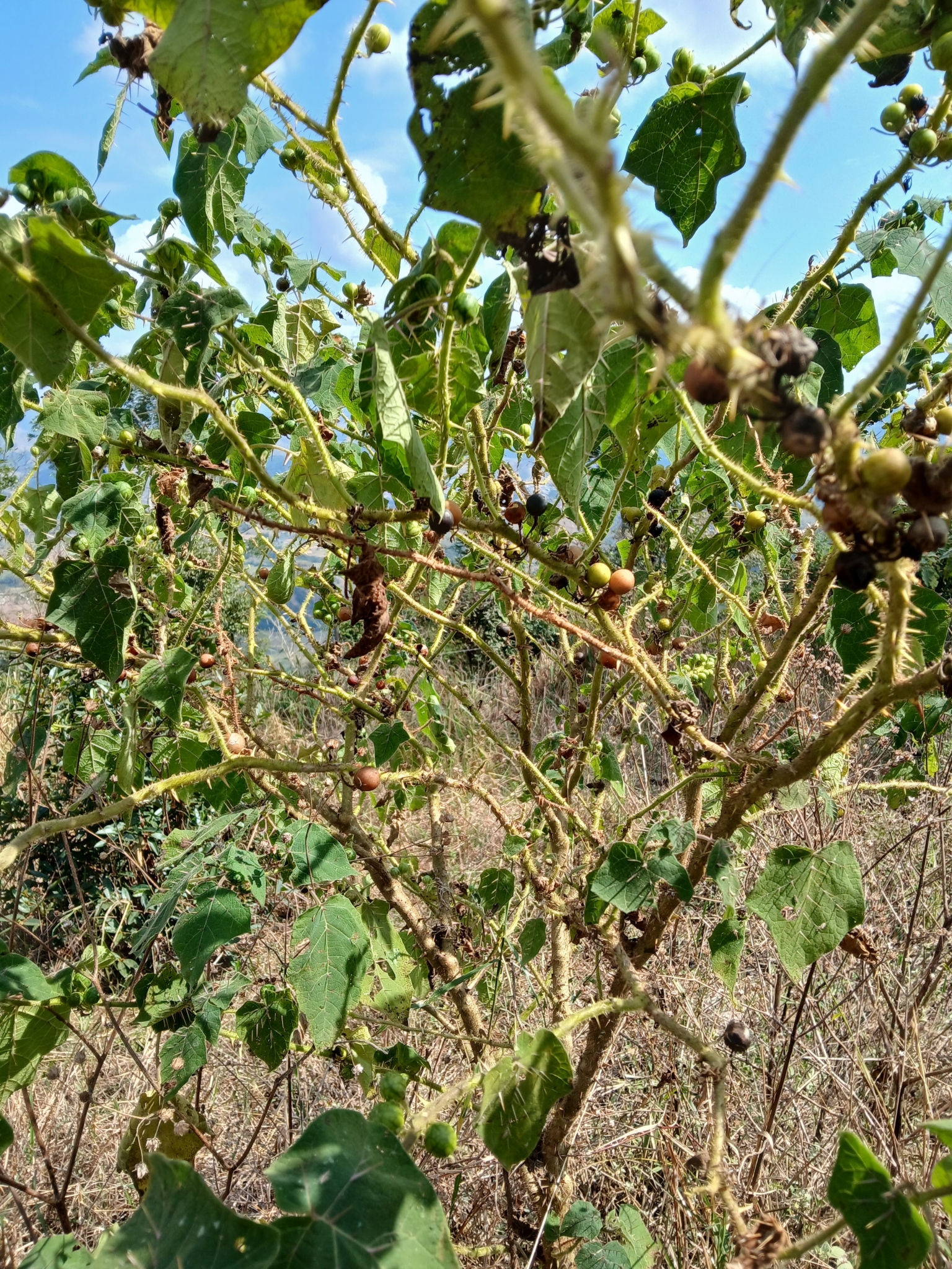 Solanum incarceratum