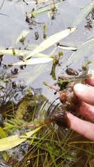 Myriophyllum robustum