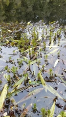 Myriophyllum robustum
