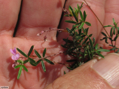 Indigofera angustifolia