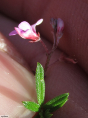Indigofera angustifolia