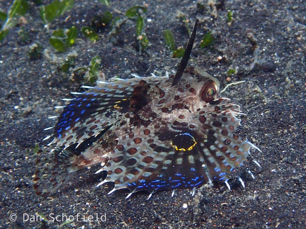 Oriental flying gurnard