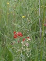 Sphaerophysa salsula
