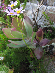 Senecio umbellatus