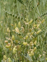 Sphaerophysa salsula