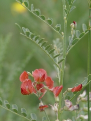 Sphaerophysa salsula
