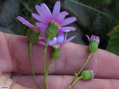 Senecio umbellatus