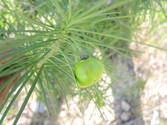 Cascabela pinifolia