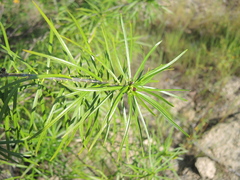 Cascabela pinifolia