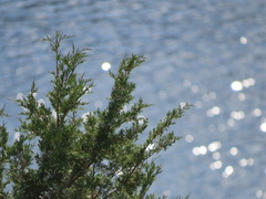Juniperus maritima